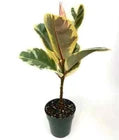 Rooted Tineke Live Plant Yellow Rubber Plant or Tree Indoor plant 20 -30" Tall