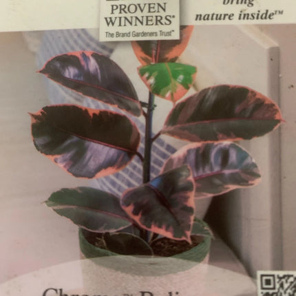 Rooted Tineke Live Plant Yellow Rubber Plant or Tree Indoor plant 20 -30" Tall