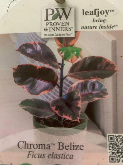 Rooted Tineke Live Plant Yellow Rubber Plant or Tree Indoor plant 20 -30" Tall