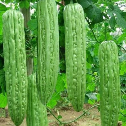 Green Skin Long Bitter Melon Seeds Asian Vegetable