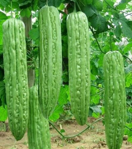 15 Green Skin Long Bitter Melon Seeds Asian Vegetable