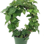 1 Wreath