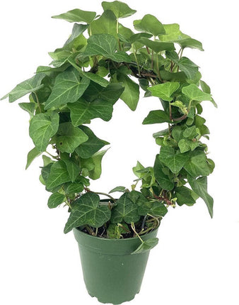 Rooted Air Indoor Plants English Ivy Green in 6"Pot outdoor yard