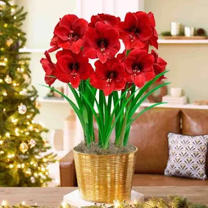 perennial flower seeds and bulbs Perennial Flower Bulbs and Seeds – UniqueMartandHome