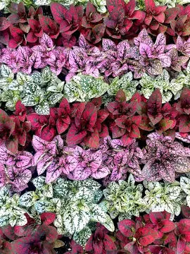 Rooted Polka Dot Plants for Fairy Garden or Terrariums