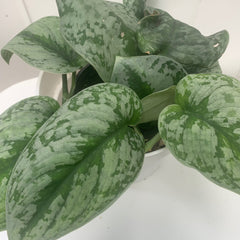 Collection image for: Rare Unique Pothos Satin Exotica Scindapsus Plants Collections