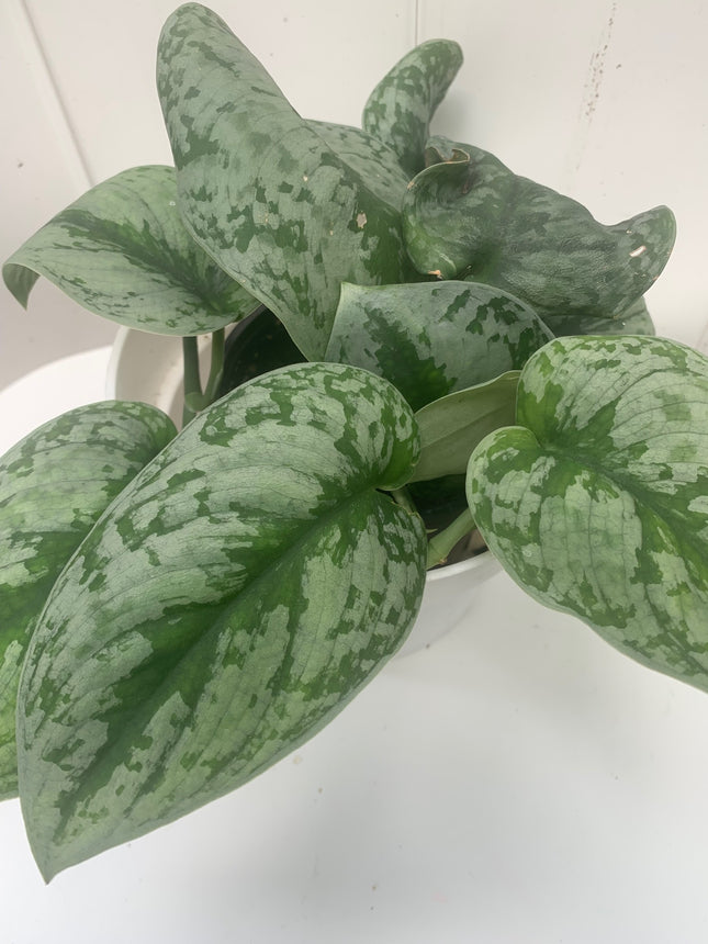 Rooted Air purifier Silver Satin Exotica Scindapsus Pictus indoor vine Pothos Indoor Plants in 4-inch Pot