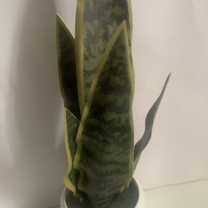 Fake Snake Plant in Decor Pot Indoor or outdoor decoration