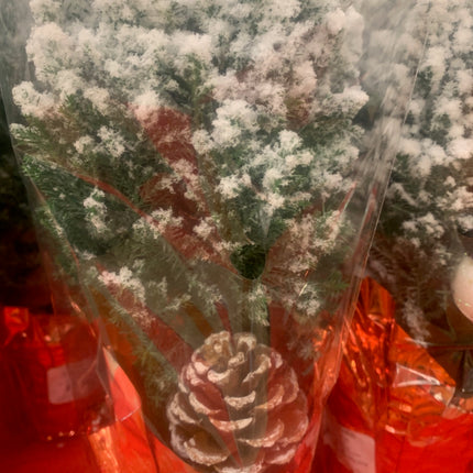 Miniature Festive Christmas tree Holiday Green Arborvitae Live Plant Gift