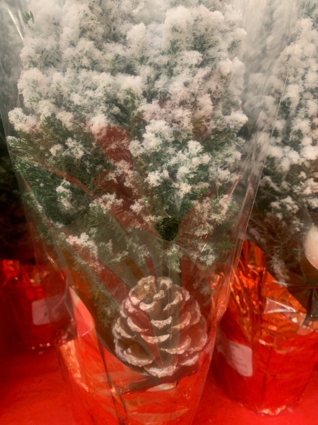 Miniature Festive Christmas tree Holiday Green Arborvitae Live Plant Gift