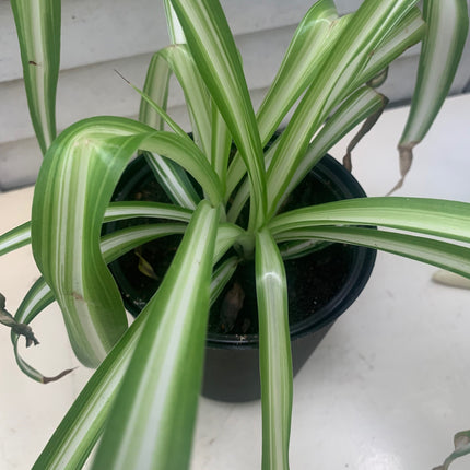 巴西蔓綠絨 - 活體植物