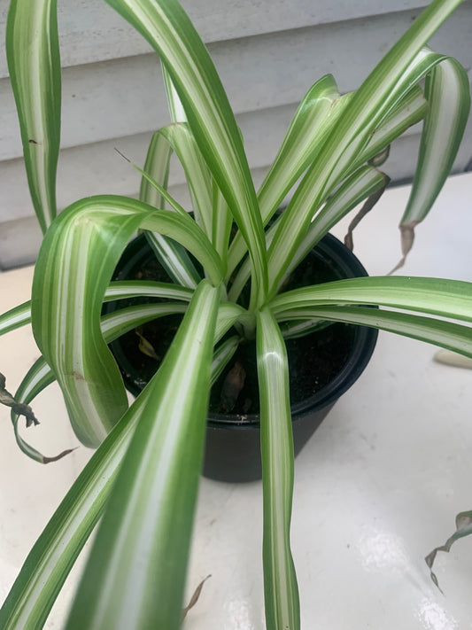 Indoor plant Spider Plant Purifies the air for home decoration