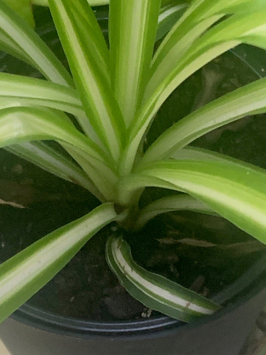 Indoor plant Spider Plant Purifies the air for home decoration