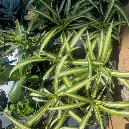 巴西蔓綠絨 - 活體植物