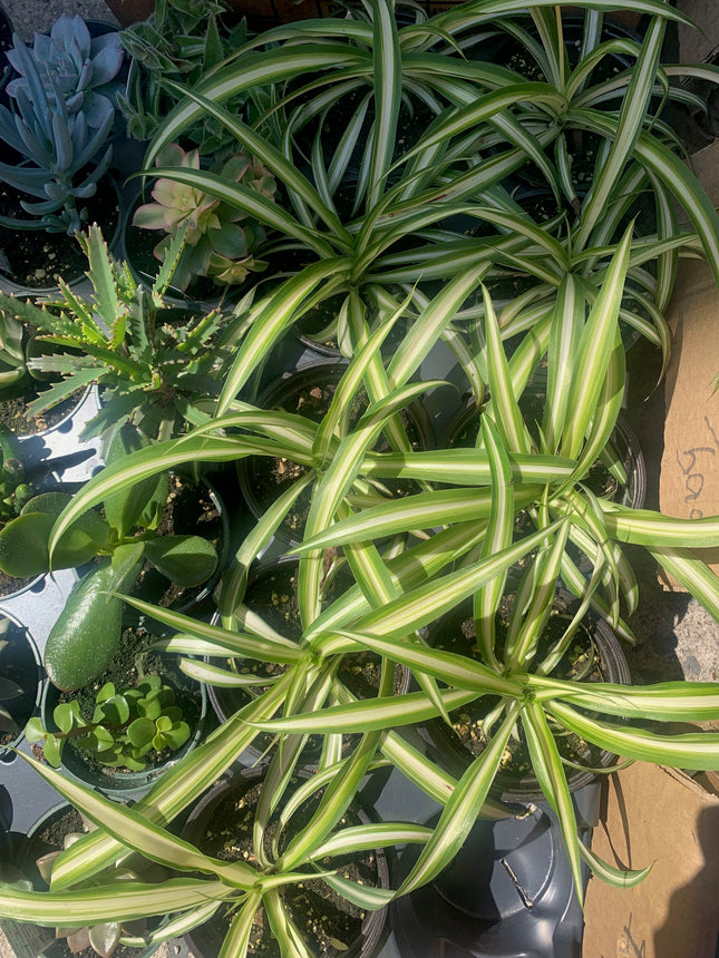 巴西蔓綠絨 - 活體植物