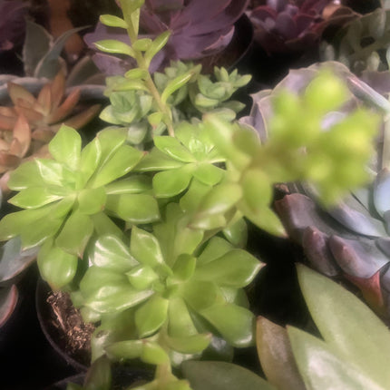 Summer Succulents Collection for Outdoor or Indoor Plants Home Decorations Gift plants
