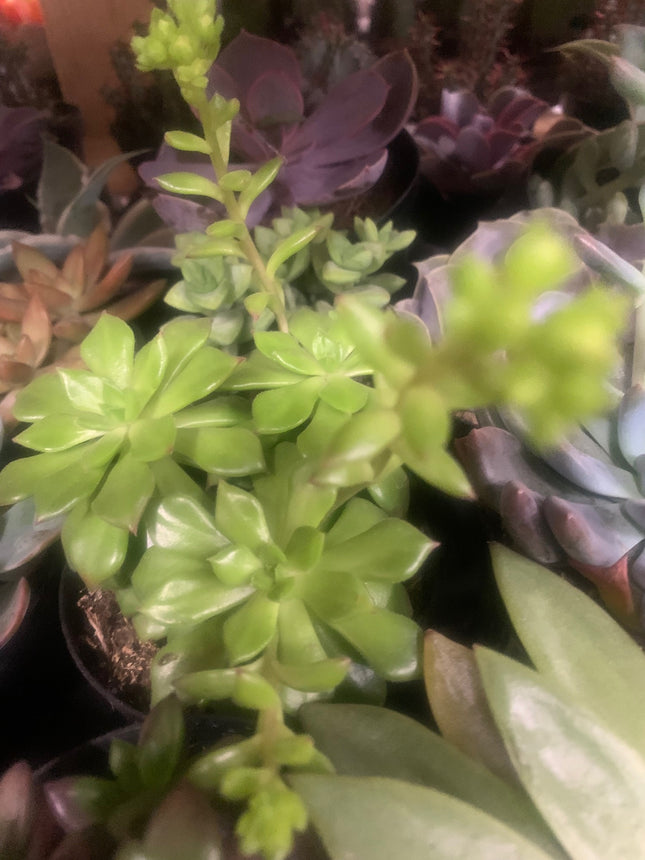 Summer Succulents Collection for Outdoor or Indoor Plants Home Decorations Gift plants