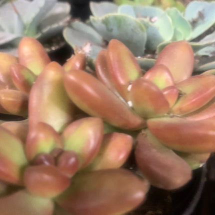 Summer Succulents Collection for Outdoor or Indoor Plants Home Decorations Gift plants