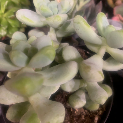 Summer Succulents Collection for Outdoor or Indoor Plants Home Decorations Gift plants