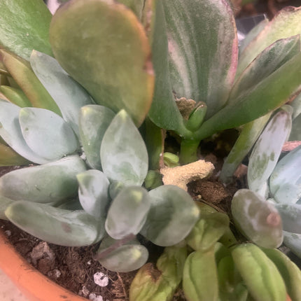 Assort color succulent plants in decor pot for your mini fairy garden