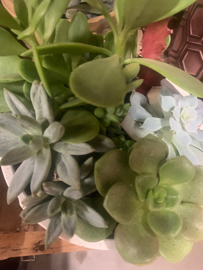Succulent plants collection in decor pot for your mini fairy garden
