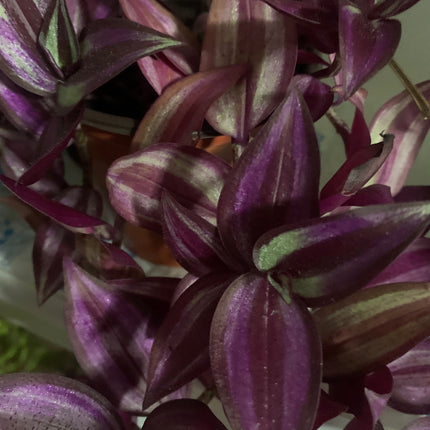 Tradescantia Purple Zebrina Plant Potted Indoor Plant Indoor Plants