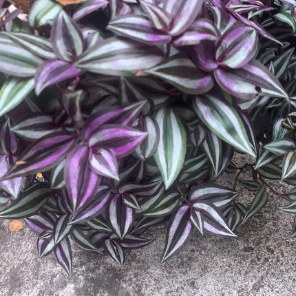 紫露草屬植物 室內植物 粉紅條紋 多色