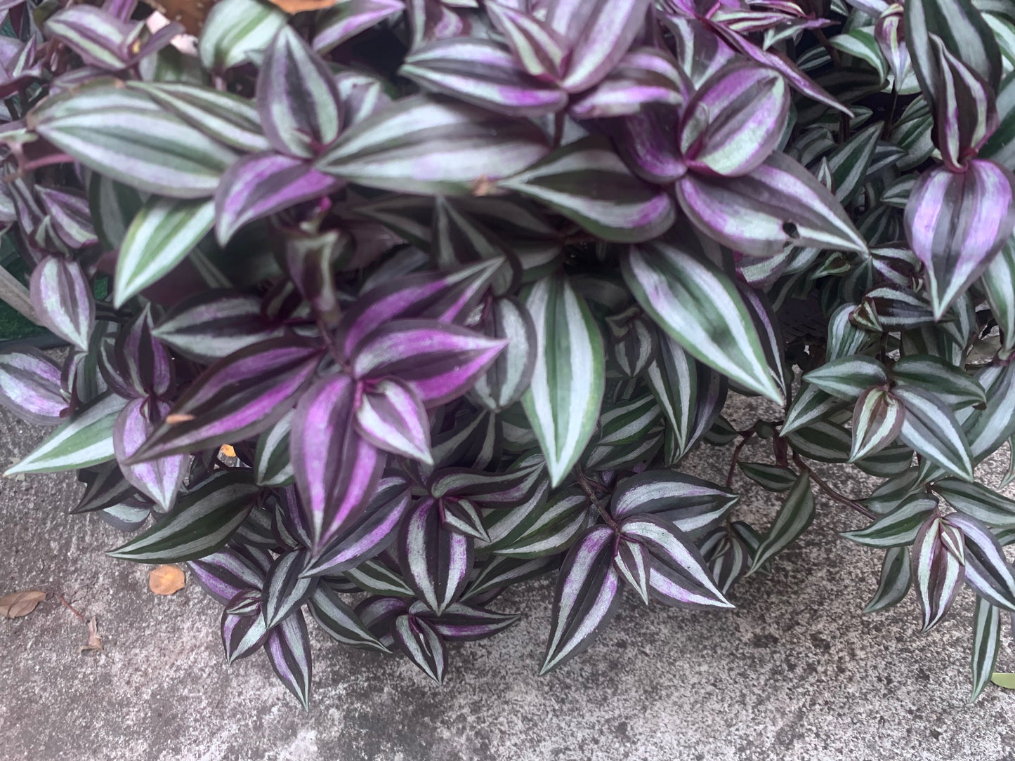 Tradescantia Zebrina Wandering Jew Purple in Basket