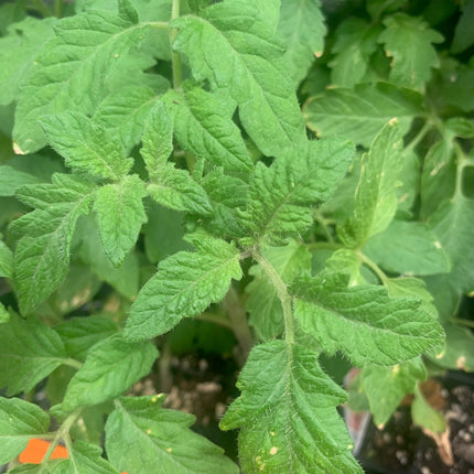 2 Tomato Plants Live Plants  4"-8" Tall in 4 Inch Pots