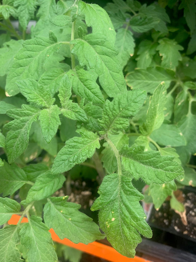2 Tomato Plants Live Plants  4"-8" Tall in 4 Inch Pots