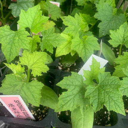 2 Sponge Gourd  Plants Live Plants  4"-8" Tall in 4 Inch Pots