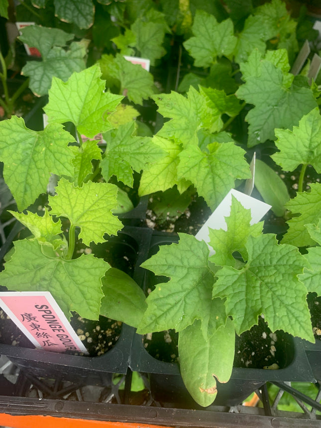 2 Sponge Gourd  Plants Live Plants  4"-8" Tall in 4 Inch Pots
