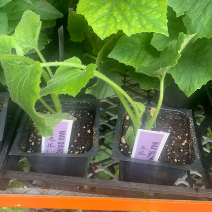 2 Winter Melon Plants Live Plants  4"-8" Tall in 4 Inch Pots