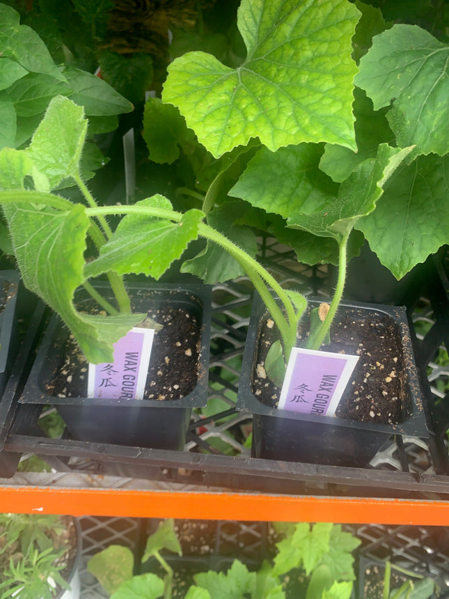 2 Winter Melon Plants Live Plants  4"-8" Tall in 4 Inch Pots