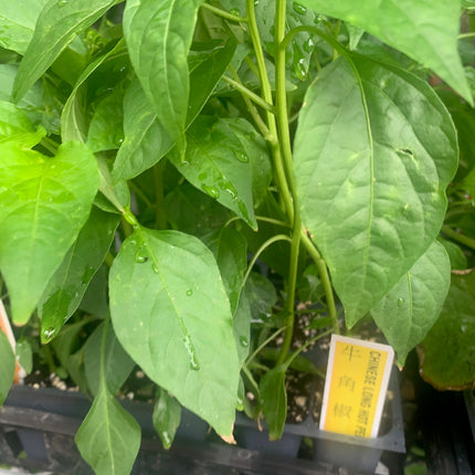 2 Pepper Plants Live Plants  4"-8" Tall in 4 Inch Pots