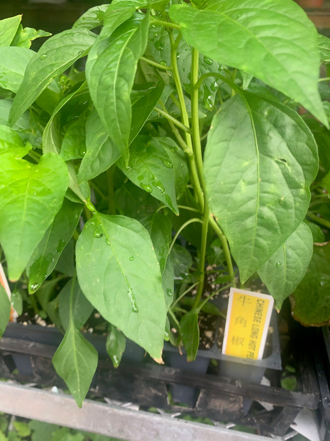 2 Pepper Plants Live Plants  4"-8" Tall in 4 Inch Pots