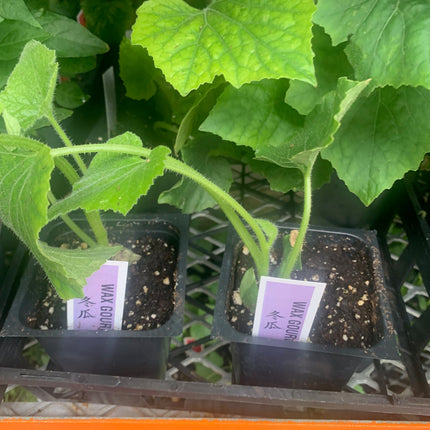 2 Bitter Melon Plants Live Plants  4"-8" Tall in 4 Inch Pots