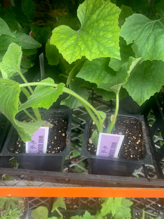 2 Bitter Melon Plants Live Plants  4"-8" Tall in 4 Inch Pots