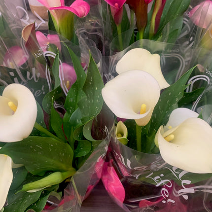 Indoor Plants Calla White flowers in Pot for Valentine Day and Mother Day Home Decoration