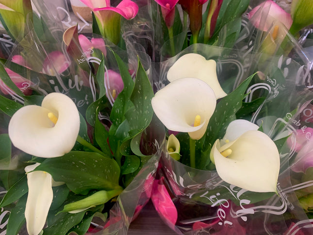 Indoor Plants Calla Pink flowers in Pot for Valentine Day and Mother Day Home Decoration