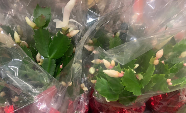 Rooted White Cactus Plants 4"in pot Home and Office Decoration and Gift