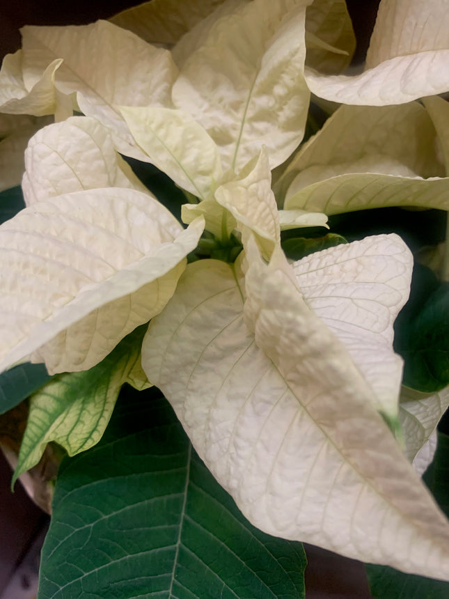 Festive White Christmas plant Poinsettia Holiday Gift Home Decoration