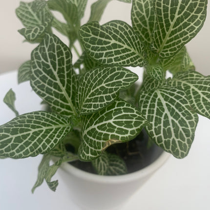 Rooted bundle houseplants for Indoor or Office Any Room Home Decoration