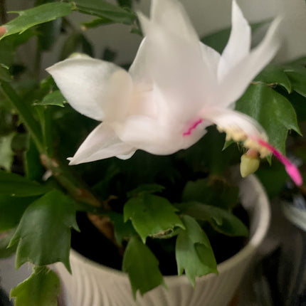 聖誕裝飾套裝節日禮物活體植物仙人掌白色和紅色室內植物家居裝飾