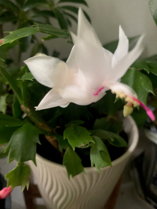 聖誕裝飾套裝節日禮物活體植物仙人掌白色和紅色室內植物家居裝飾