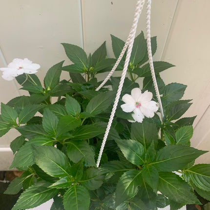 Rooted Red or White Impatiens Plants 6-inch basket balcony yard or outdoor
