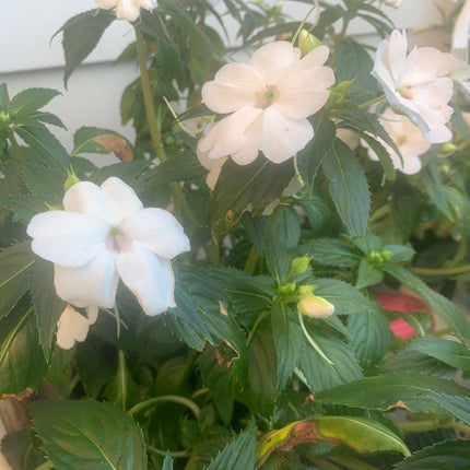 Rooted White Impatiens for balcony home decoration basket