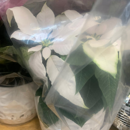 Festive Pink, Deep Pink and White Christmas plant Poinsettia in White Ceramic Pot