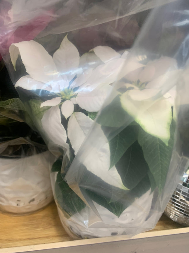 Festive Pink, Deep Pink and White Christmas plant Poinsettia in White Ceramic Pot