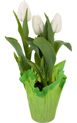 Spring Flower Garden Tulips 6 Inch Pot